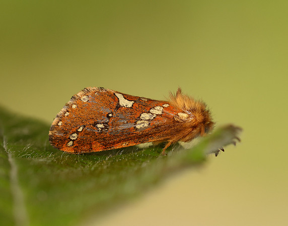 3.004 BF16 Gold Swift Phymatopus hecta