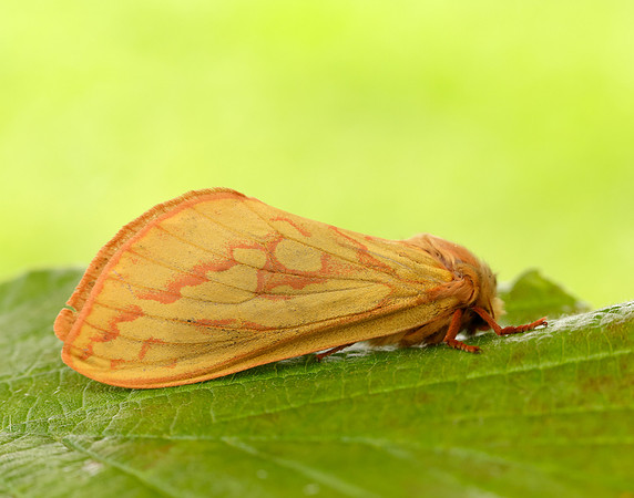 3.005 BF14 Ghost Moth Hepialus humuli