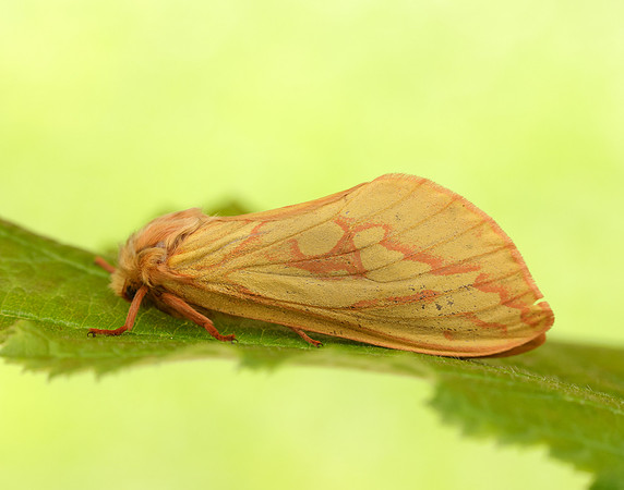 3.005 BF14 Ghost Moth Hepialus humuli