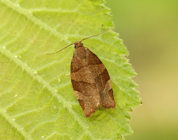 49.025 BF970 Barred Fruit-tree Tortrix Pandemis cerasana