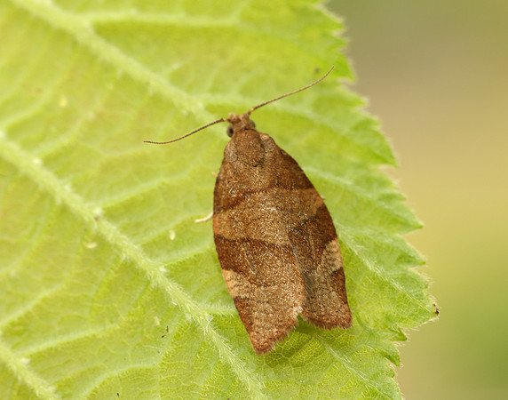 49.025 BF970 Barred Fruit-tree Tortrix Pandemis cerasana