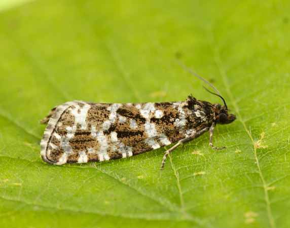 49.172 BF1073 Phiaris schulziana