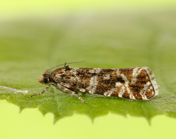 49.172 BF1073 Phiaris schulziana
