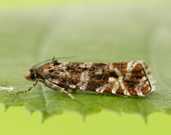 49.172 BF1073 Phiaris schulziana