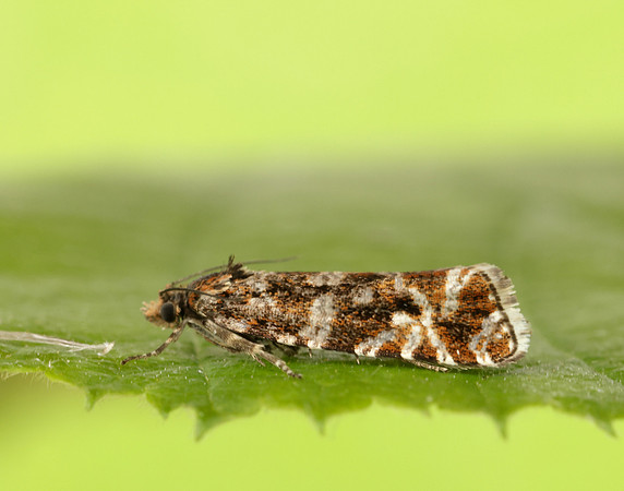 49.172 BF1073 Phiaris schulziana