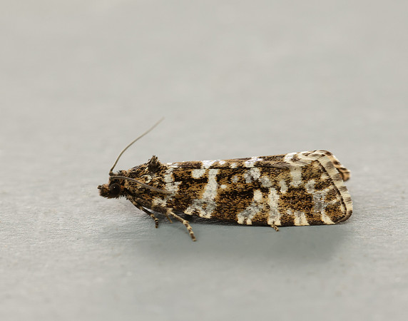 49.172 BF1073 Phiaris schulziana