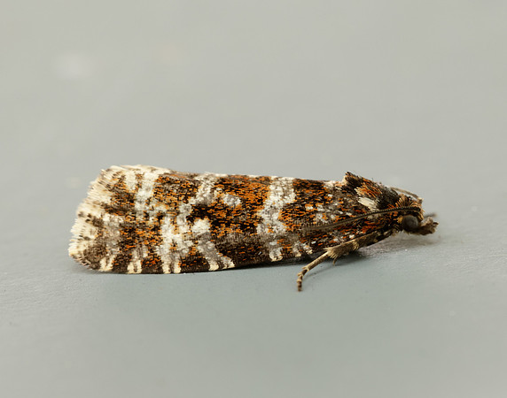 49.172 BF1073 Phiaris schulziana