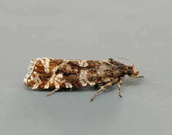 49.172 BF1073 Phiaris schulziana