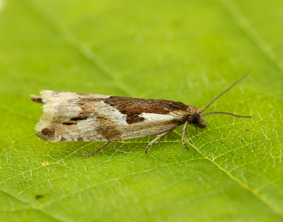 49.211 BF1128 Ancylis myrtillana