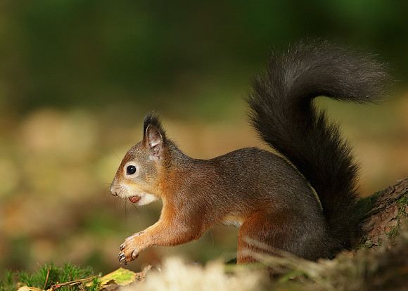 Red Squirrel Sciurus vulgaris