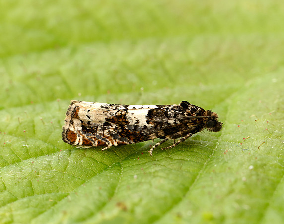 49.285 BF1184 Epiblema scutulana