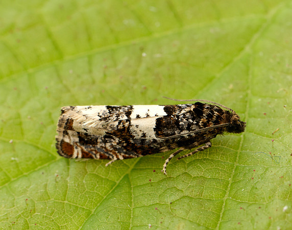 49.285 BF1184 Epiblema scutulana