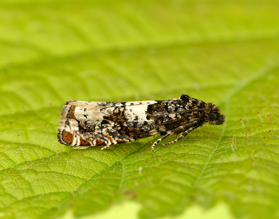 49.285 BF1184 Epiblema scutulana