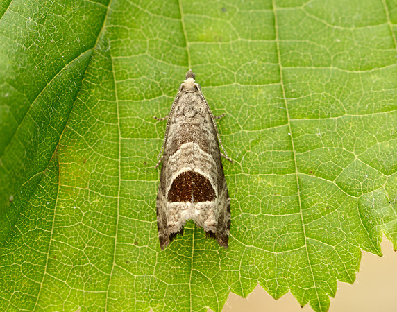 49.294 BF1175 Bramble Shoot Moth Notocelia uddmanniana