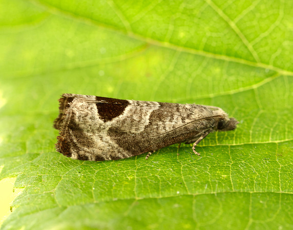 49.294 BF1175 Bramble Shoot Moth Notocelia uddmanniana