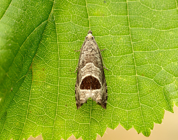 49.294 BF1175 Bramble Shoot Moth Notocelia uddmanniana