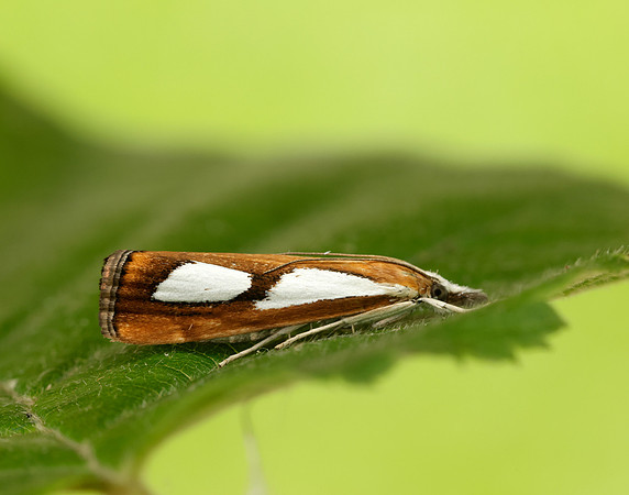 63.099 BF1313 Catoptria pinella