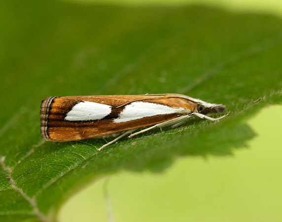 63.099 BF1313 Catoptria pinella