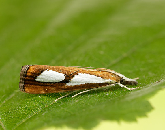 63.099 BF1313 Catoptria pinella