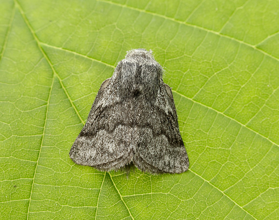 66.002 BF1632 Pale Eggar Trichiura crataegi