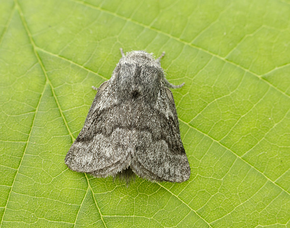 66.002 BF1632 Pale Eggar Trichiura crataegi