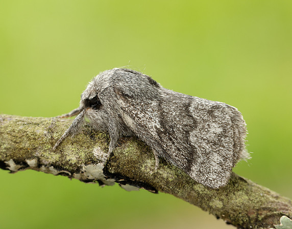 66.002 BF1632 Pale Eggar Trichiura crataegi