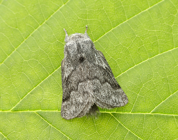 66.002 BF1632 Pale Eggar Trichiura crataegi