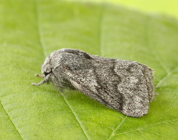 66.002 BF1632 Pale Eggar Trichiura crataegi