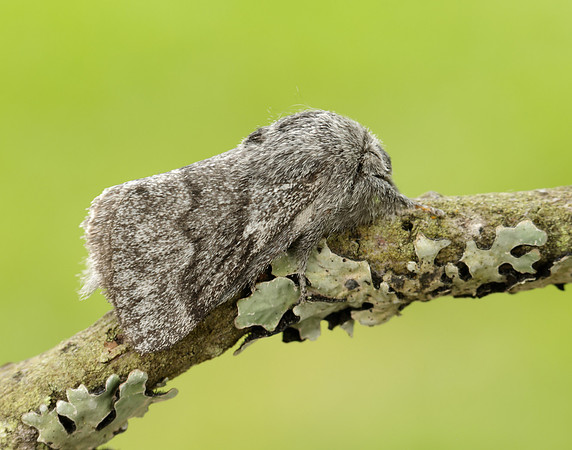 66.002 BF1632 Pale Eggar Trichiura crataegi