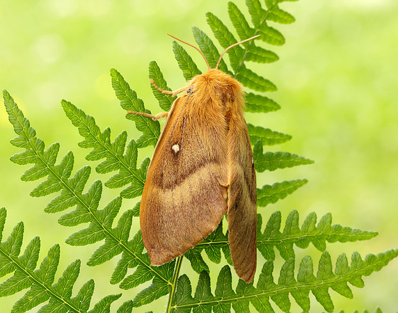 66.007 BF1637 Oak Eggar Lasiocampa quercus