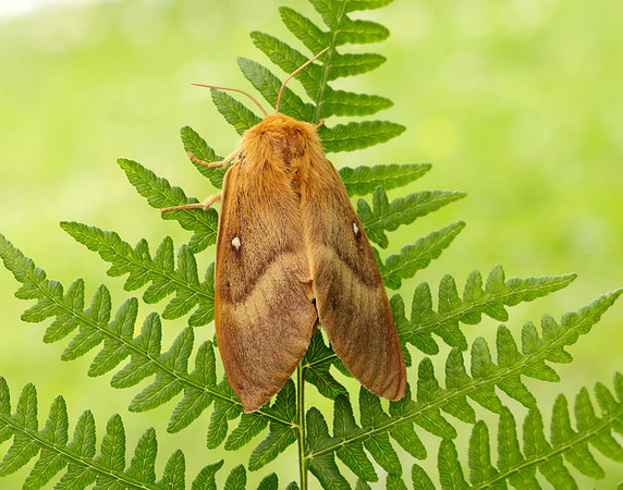 66.007 BF1637 Oak Eggar Lasiocampa quercus