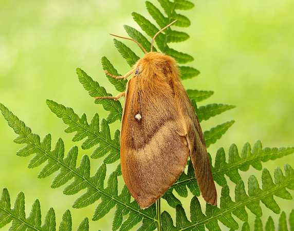66.007 BF1637 Oak Eggar Lasiocampa quercus