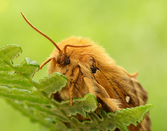 66.007 BF1637 Oak Eggar Lasiocampa quercus
