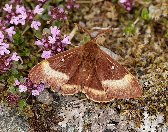 66.007 BF1637 Oak Eggar Lasiocampa quercus