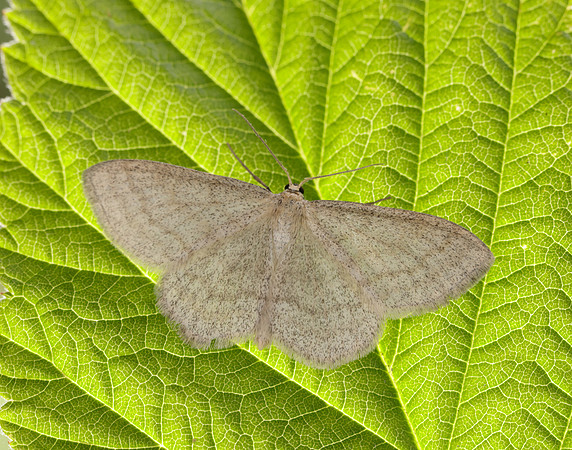 70.026 BF1694 Smoky Wave Scopula ternata