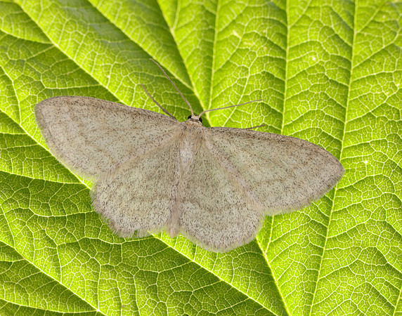 70.026 BF1694 Smoky Wave Scopula ternata