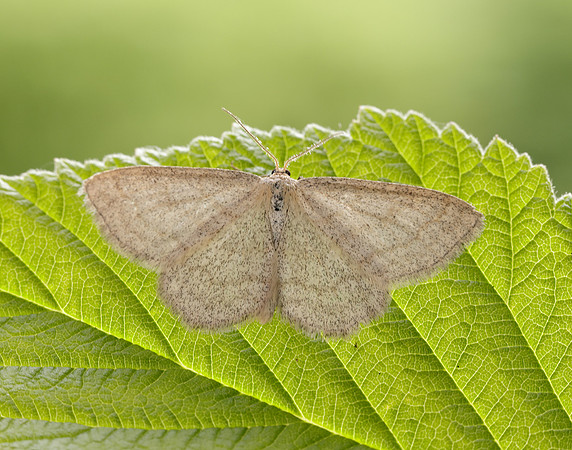 70.026 BF1694 Smoky Wave Scopula ternata