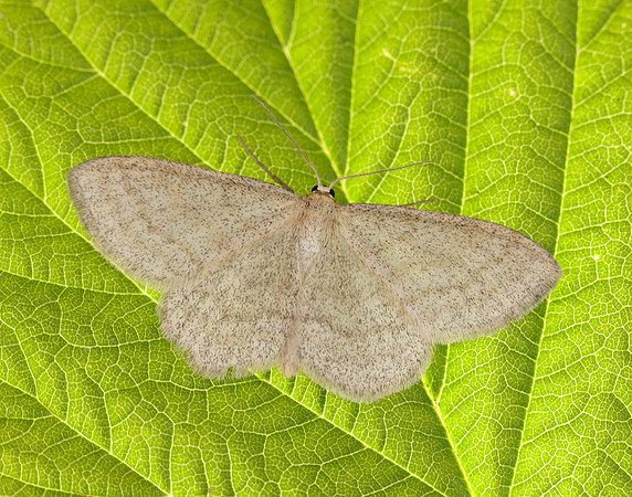 70.026 BF1694 Smoky Wave Scopula ternata