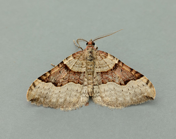 70.048 BF1723 Red Carpet Xanthorhoe decoloraria
