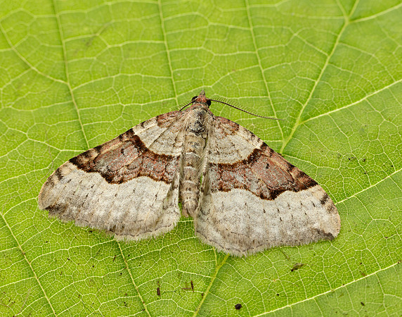 70.048 BF1723 Red Carpet Xanthorhoe decoloraria