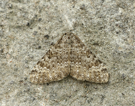 70.102 BF1753 Striped Twin-spot Carpet Coenotephria salicata