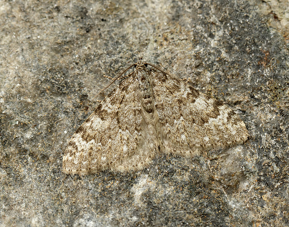 70.102 BF1753 Striped Twin-spot Carpet Coenotephria salicata
