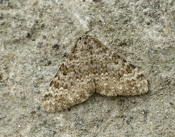 70.102 BF1753 Striped Twin-spot Carpet Coenotephria salicata