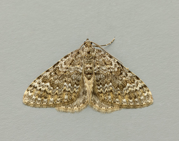 70.102 BF1753 Striped Twin-spot Carpet Coenotephria salicata