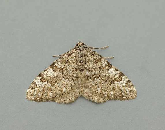 70.102 BF1753 Striped Twin-spot Carpet Coenotephria salicata