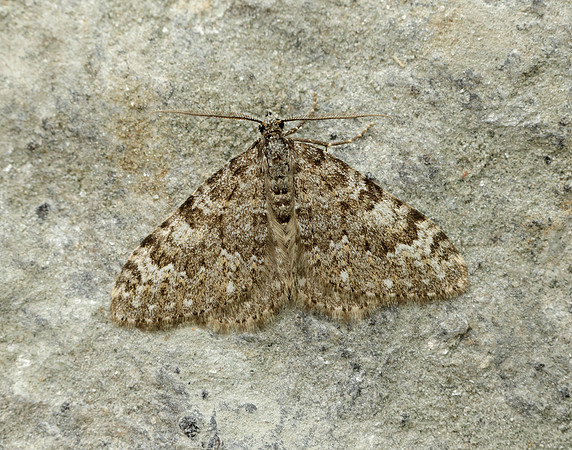 70.102 BF1753 Striped Twin-spot Carpet Coenotephria salicata
