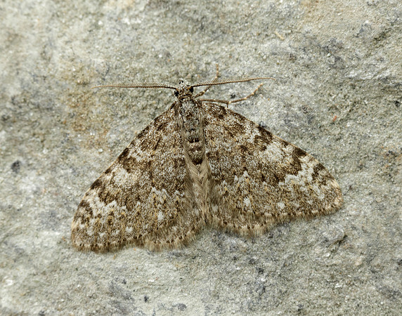 70.102 BF1753 Striped Twin-spot Carpet Coenotephria salicata