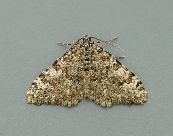 70.102 BF1753 Striped Twin-spot Carpet Coenotephria salicata