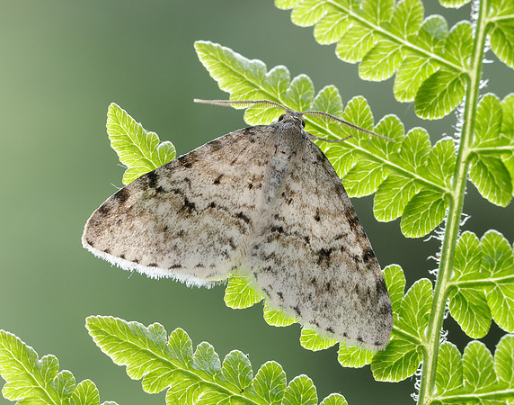70.115 BF1873 Welsh Wave Venusia cambrica