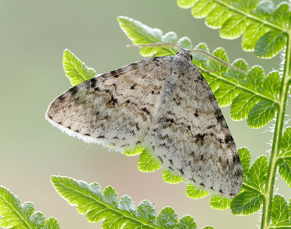 70.115 BF1873 Welsh Wave Venusia cambrica